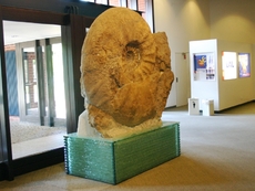 Größter-Ammonit-der-Welt-5.jpg